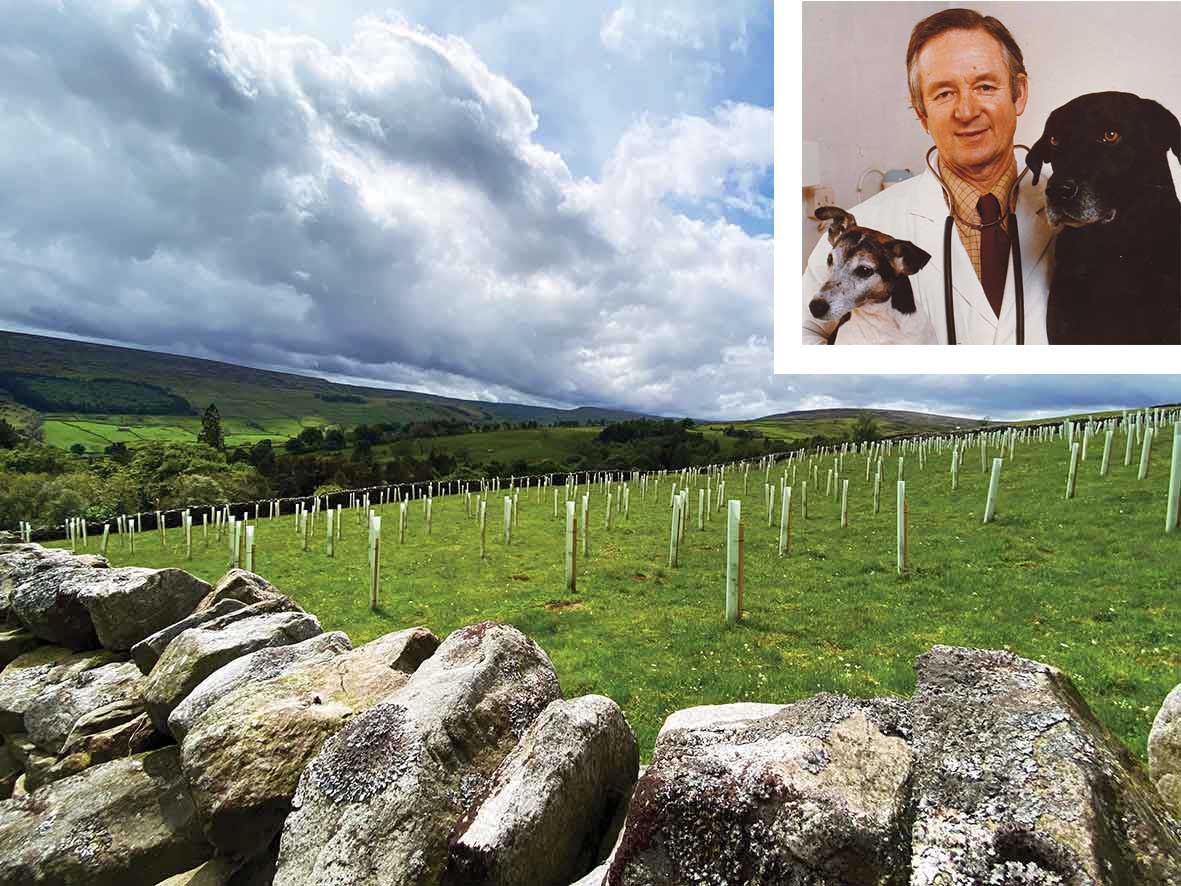 James Herriot Wood | YDMT